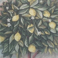 vielleser18