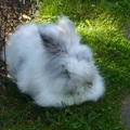 Schneehase