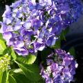 Hortensia13