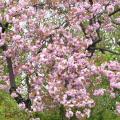 blumiges_buecherparadies