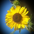 Sunshine81