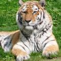 prettytiger
