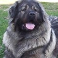 Sheena01