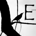 Elizabeth_blackbird