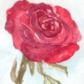 Dark_Rose