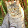 ginnykatze