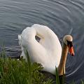 Alsterschwan