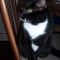 katze267