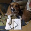 Beagline