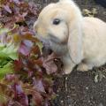 lumi