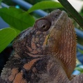 Rajet