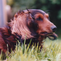Penny