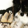 Dragonfly_books_