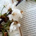 noane_lovesbooks