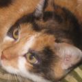 Katzenmicha