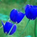 BlueTulip