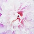 flowerpower0701