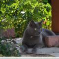 MissDaisy