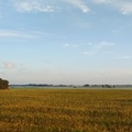 leselilly