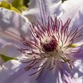 clematis