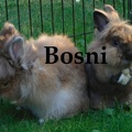 Bosni
