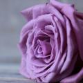 Rose75