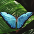 Susi