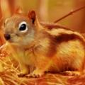 Hoernchen