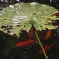 Lesezeichen