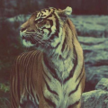Tigerluna