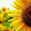 girasole