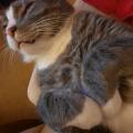 Bookcat01