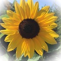Filzblume