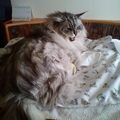 mysticcat
