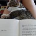 KittyCat