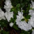 Svanvithe