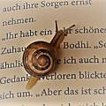 Leseschneckchen555